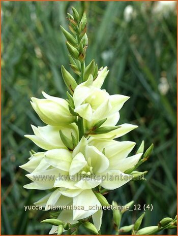 Yucca filamentosa 'Schneetanne' | Vezelpalmlelie, Vezelyucca, Palmlelie | Fädige Palmlilie | Spoonleaf Yuc