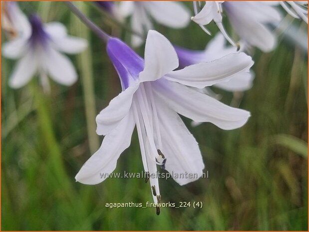 Agapanthus 'Fireworks' | Afrikaanse lelie, Kaapse lelie, Liefdesbloem, Blauwe tuberoos | Schmucklilie | African L
