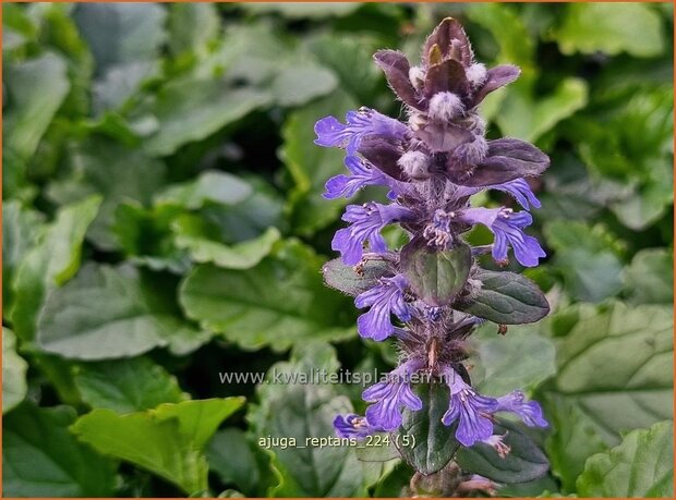 Ajuga reptans | Kruipend zenegroen, Zenegroen | Kriechender Günsel | Carpenter's herb