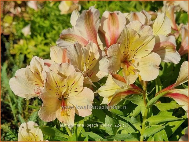 Alstroemeria 'Beach Valley' | Incalelie, Peruviaanse lelie | Inkalilie | Peruvian Lily