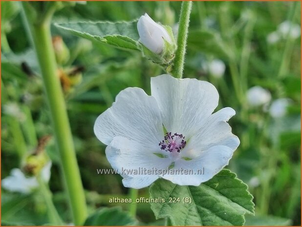 Althaea officinalis | Echte heemst, Heemst | Gebräuchlicher Eibisch | Common Marsh Mallow