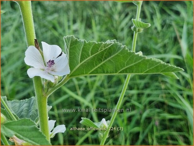 Althaea officinalis | Echte heemst, Heemst | Gebräuchlicher Eibisch | Common Marsh Mallow