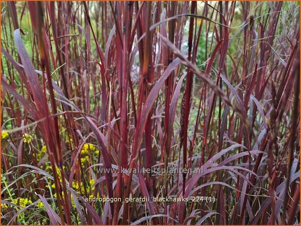 Andropogon gerardii 'Blackhawks' | Baardgras | Gerards Blauhalm | Big Bluestem