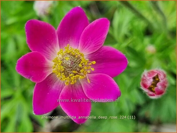 Anemone multifida 'Annabella Deep Rose' | Anemoon | Frühsommer-Windröschen | Rocky Mountain Windflo