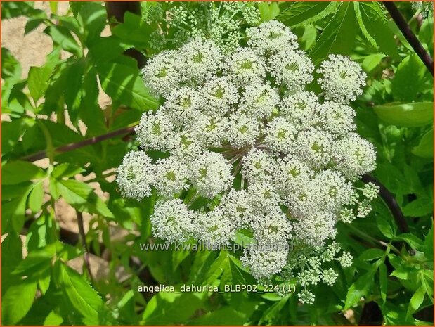 Angelica dahurica 'BLBP02' | Engelwortel | Sibirische Engelwurz | Dahurian Angelica