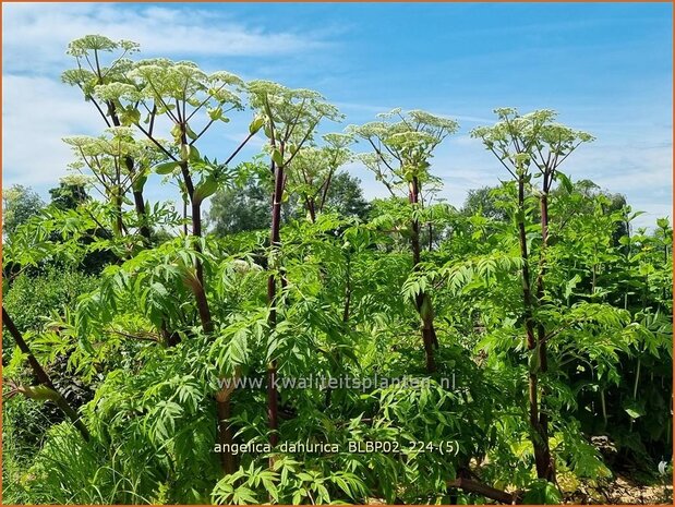 Angelica dahurica 'BLBP02' | Engelwortel | Sibirische Engelwurz | Dahurian Angelica
