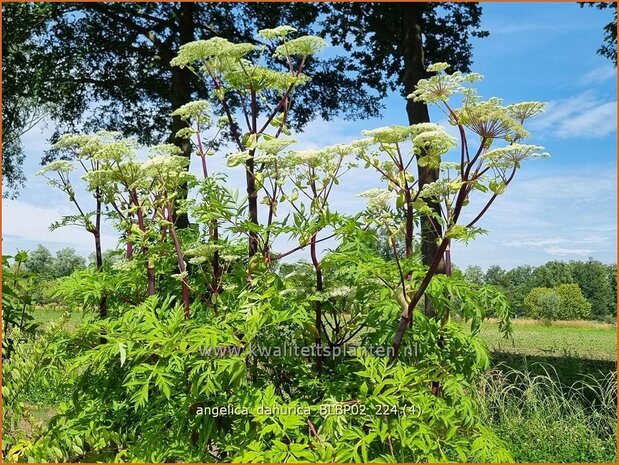 Angelica dahurica 'BLBP02' | Engelwortel | Sibirische Engelwurz | Dahurian Angelica