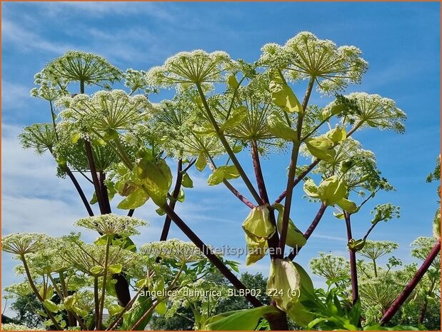 Angelica dahurica 'BLBP02' | Engelwortel | Sibirische Engelwurz | Dahurian Angelica