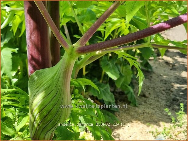Angelica dahurica 'BLBP02' | Engelwortel | Sibirische Engelwurz | Dahurian Angelica