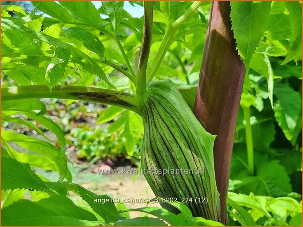 Angelica dahurica 'BLBP02' | Engelwortel | Sibirische Engelwurz | Dahurian Angelica