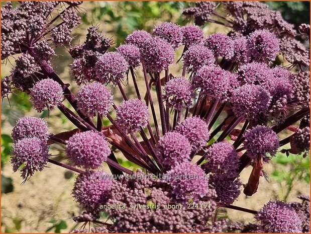 Angelica sylvestris 'Ebony' | Gewone engelwortel, Engelwortel | Wald-Engelwurz | Wild Angelica
