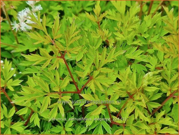 Aruncus aethusifolius 'Elegance' | Kleine geitenbaard, Geitenbaard | Kleiner Geißbart | Dwarf Goat'