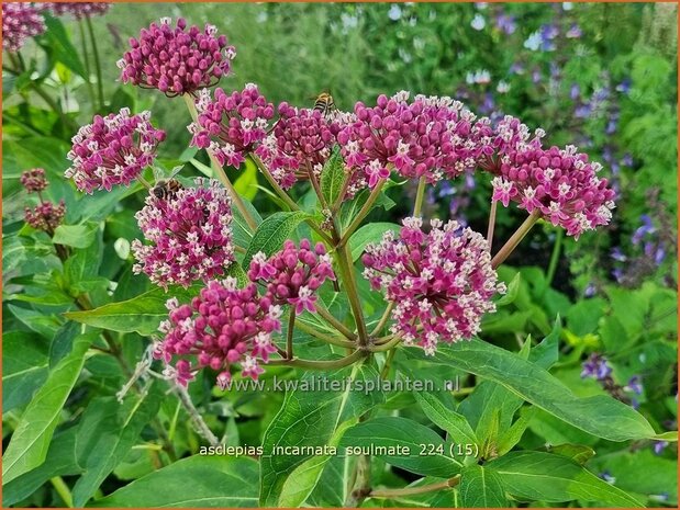 Asclepias incarnata 'Soulmate' | Zijdeplant | Seidenpflanze | Swamp Milkweed