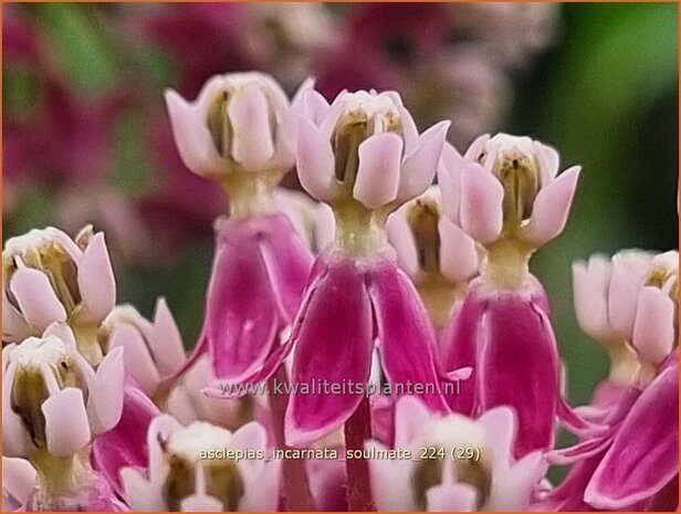 Asclepias incarnata 'Soulmate' | Zijdeplant | Seidenpflanze | Swamp Milkweed