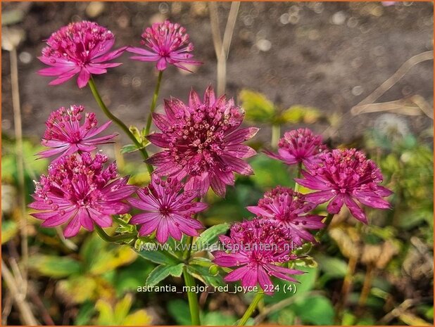 Astrantia major 'Red Joyce' | Zeeuws knoopje, Groot sterrenscherm | Große Sterndolde | Greater Masterwort