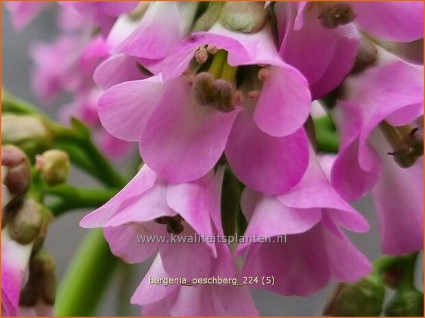 Bergenia 'Oeschberg' | Schoenlappersplant, Olifantsoor | Bergenie | Elephant's Ears