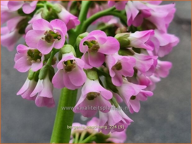 Bergenia 'Oeschberg' | Schoenlappersplant, Olifantsoor | Bergenie | Elephant's Ears