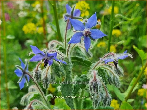 Borago officinalis | Komkommerkruid, Borage, Bernagie | Gurkenkraut | Borage