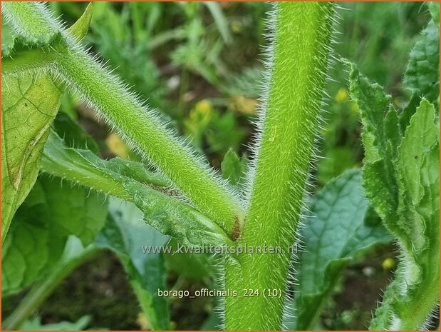 Borago officinalis | Komkommerkruid, Borage, Bernagie | Gurkenkraut | Borage