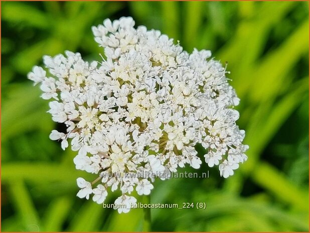 Bunium bulbocastanum | Aardkastanje | Knollenk&uuml;mmel | Great Pignut