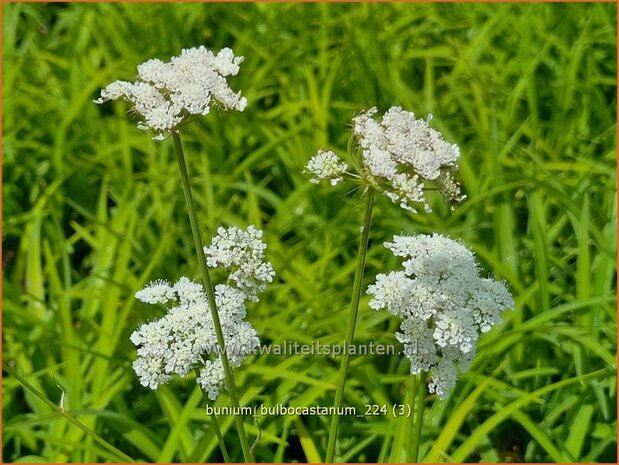Bunium bulbocastanum | Aardkastanje | Knollenk&uuml;mmel | Great Pignut