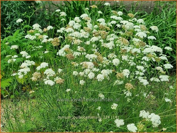 Bunium bulbocastanum | Aardkastanje | Knollenk&uuml;mmel | Great Pignut