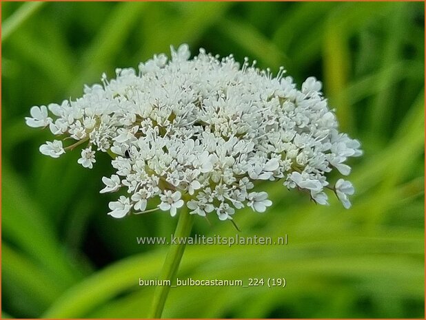 Bunium bulbocastanum | Aardkastanje | Knollenk&uuml;mmel | Great Pignut