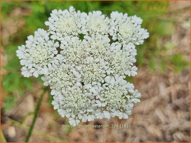 Bunium bulbocastanum | Aardkastanje | Knollenk&uuml;mmel | Great Pignut
