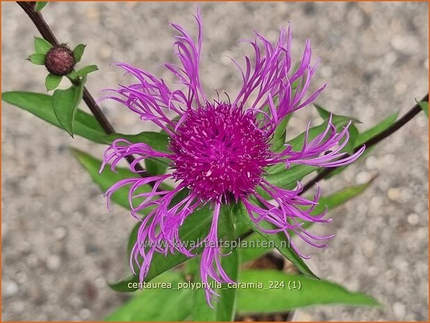 Centaurea polyphylla 'Caramia' | Korenbloem, Centaurie | Flockenblume | Cornflower