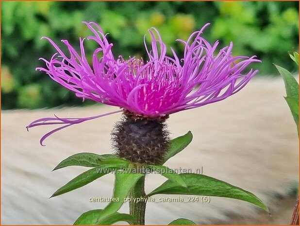 Centaurea polyphylla 'Caramia' | Korenbloem, Centaurie | Flockenblume | Cornflower