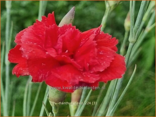 Dianthus 'David' | Grasanjer, Anjer | Federnelke | Cottage Pink