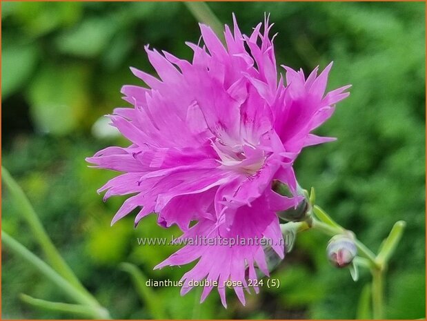 Dianthus 'Double Rose' | Grasanjer, Anjer | Federnelke | Cottage Pink