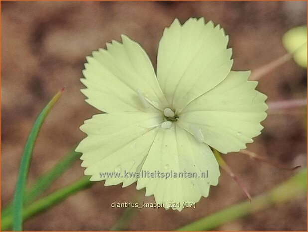 Dianthus knappii | Anjer | Balkan-Nelke | Yellow Pink