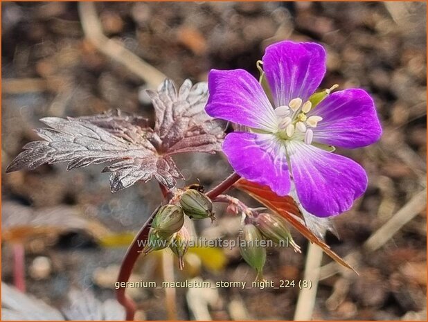 Geranium maculatum 'Stormy Night' | Gevlekte ooievaarsbek, Ooievaarsbek, Tuingeranium, Geranium | Amerikanischer 