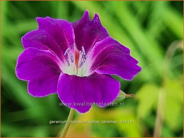 Geranium nodosum 'Tony's Talisman'