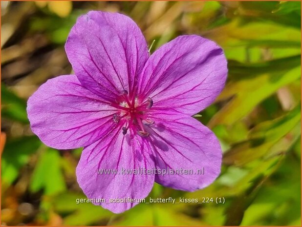 Geranium soboliferum 'Butterfly Kisses' | Ooievaarsbek, Tuingeranium, Geranium | Sproß-Storchschnabel | Cr