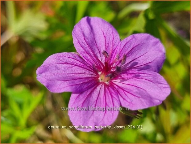 Geranium soboliferum 'Butterfly Kisses' | Ooievaarsbek, Tuingeranium, Geranium | Sproß-Storchschnabel | Cr