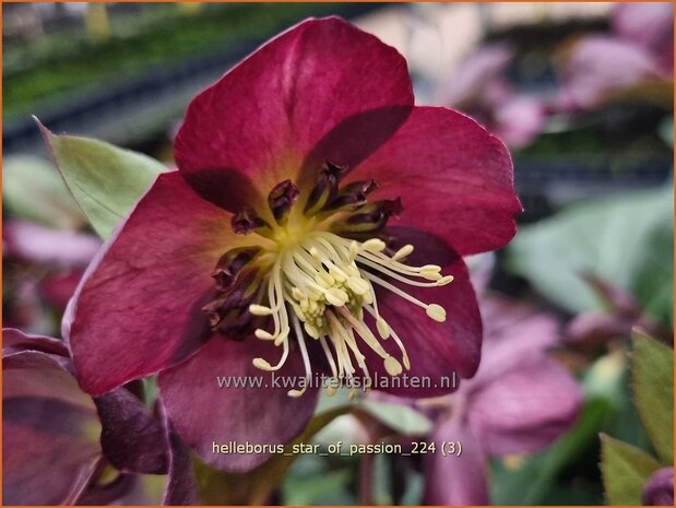 Helleborus 'Star of Passion' | Kerstroos, Lenteroos, Vastenroos, Nieskruid | Lenzrose | Lenten Rose
