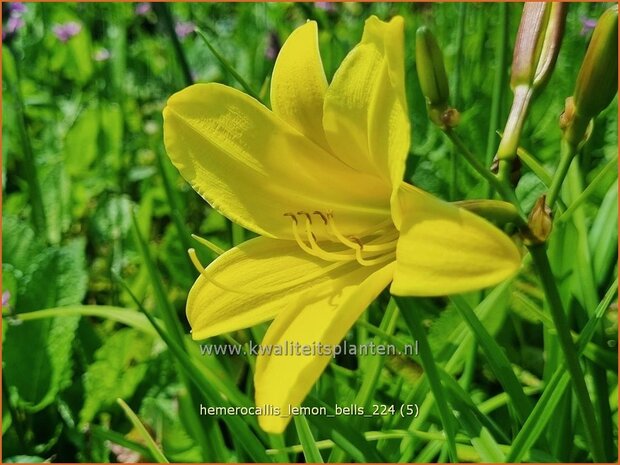 Hemerocallis 'Lemon Bells' | Daglelie | Taglilie | Day Lily