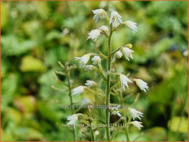 Heucherella 'Blue Ridge' | Schuimklokje, Purperklokje | Bastardschaumblüte | Foamy Bells