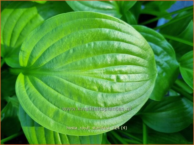 Hosta 'Royal Standard' | Hosta, Hartlelie, Funkia | Funkie | Hosta
