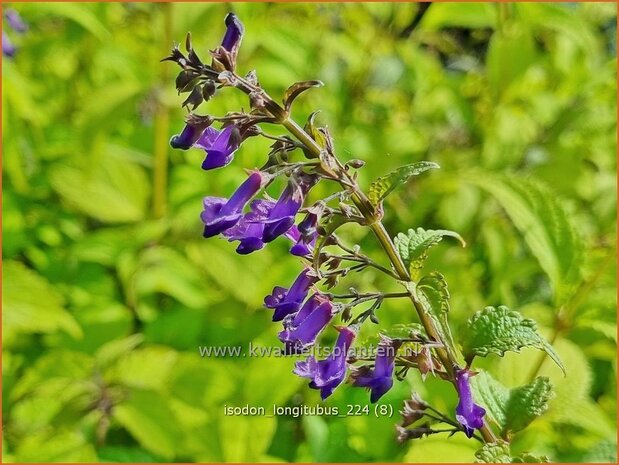 Isodon longitubus | Chinesische Buschnessel | Trumpet Spurflower