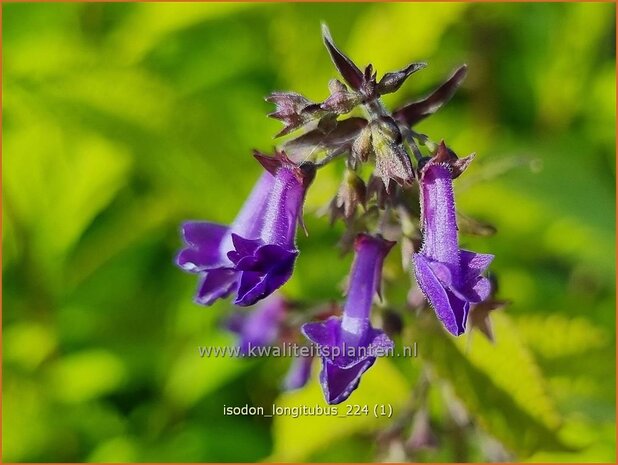 Isodon longitubus | Chinesische Buschnessel | Trumpet Spurflower