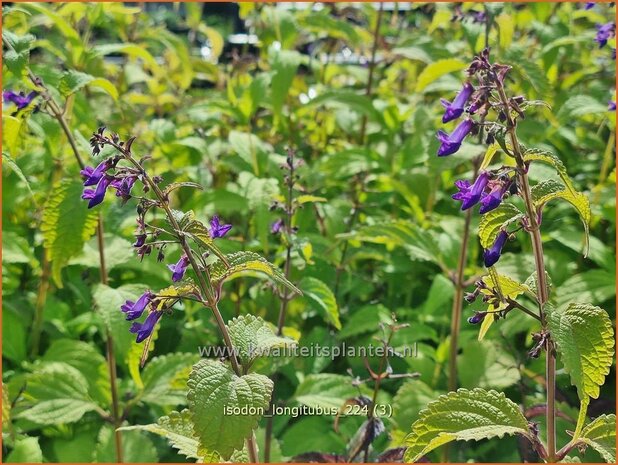 Isodon longitubus | Chinesische Buschnessel | Trumpet Spurflower