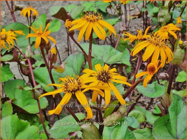 Ligularia dentata 'Moorblut' | Kruiskruid, Tongkruiskruid | Stern-Goldkolben | Golden Groundsel