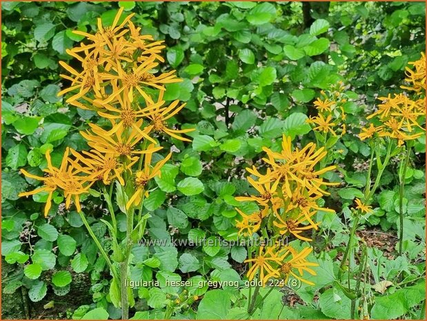 Ligularia hessei &#39;Gregynog Gold&#39;