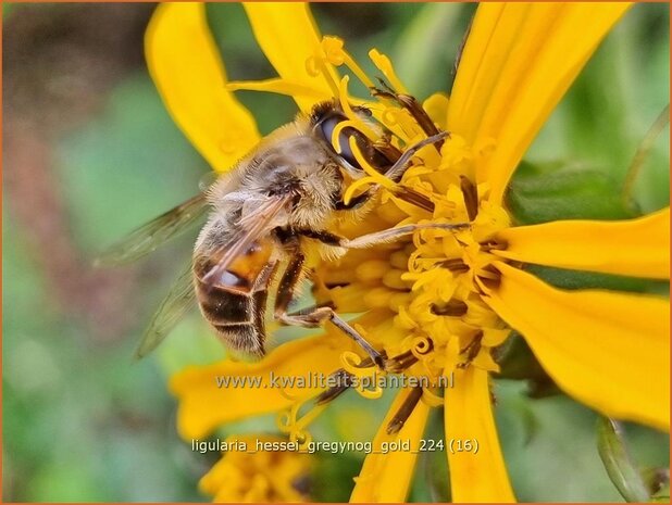 Ligularia hessei &#39;Gregynog Gold&#39;