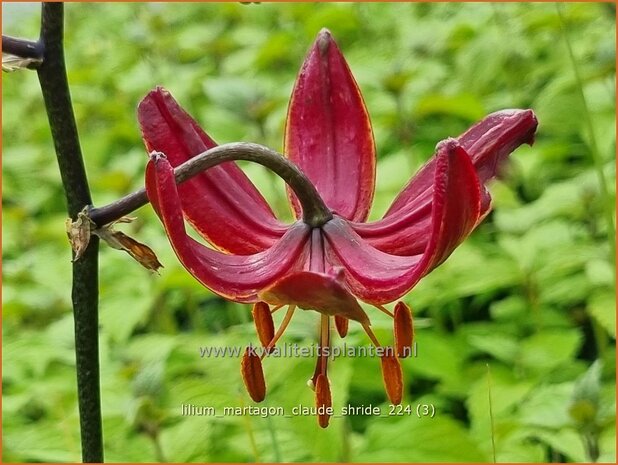 Lilium martagon 'Claude Shride' | Turkse lelie, Lelie | Türkenbund-Lilie | Martagon Lily