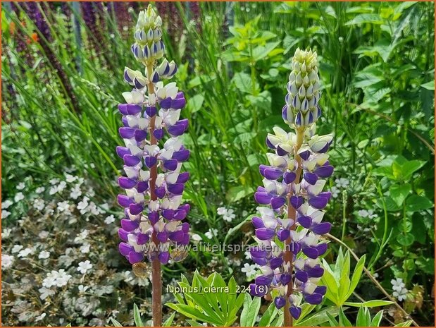 Lupinus 'Cierra' | Lupine | Lupine | Lupin