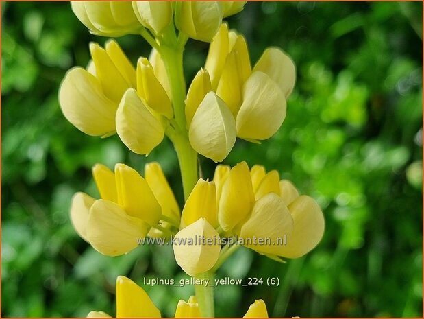 Lupinus 'Gallery Yellow' | Lupine | Lupine | Lupin